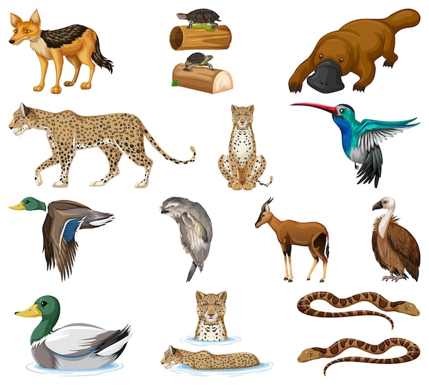 Colección de diferentes tipos de animales.