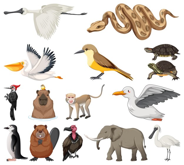 Colección de diferentes tipos de animales.