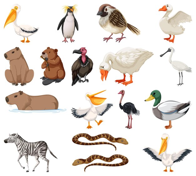 Colección de diferentes tipos de animales.