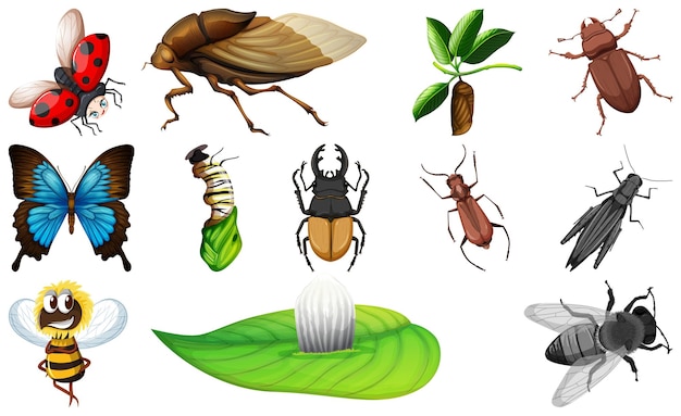 Colección de diferentes tipos de insectos.