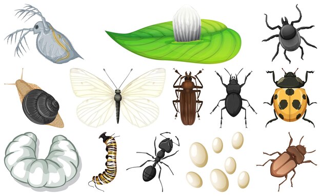 Colección de diferentes tipos de insectos.