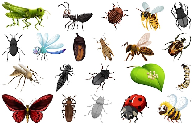Colección de diferentes tipos de insectos.