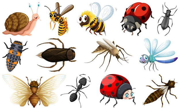 Colección de diferentes tipos de insectos.