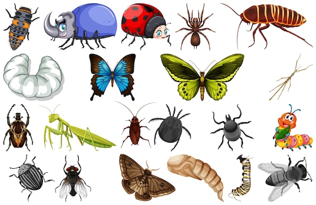 Colección de diferentes tipos de insectos.