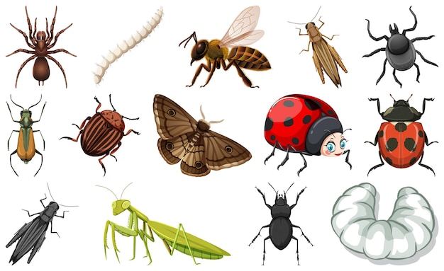 Vector gratuito colección de diferentes tipos de insectos.