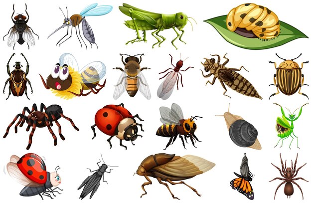 Colección de diferentes tipos de insectos.