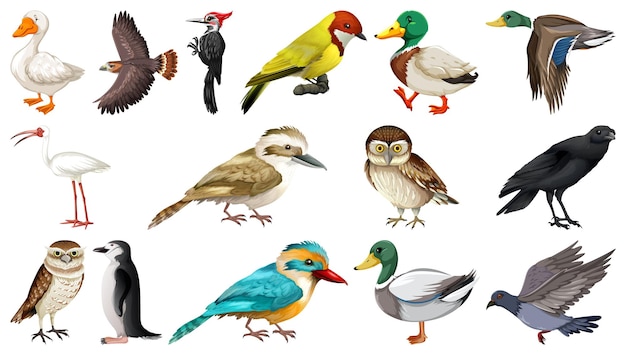 Colección de diferentes tipos de pájaros.