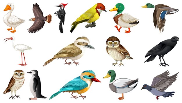 Colección de diferentes tipos de pájaros.