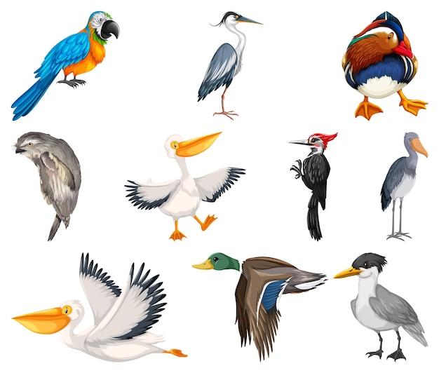 Vector gratuito colección de diferentes tipos de pájaros.