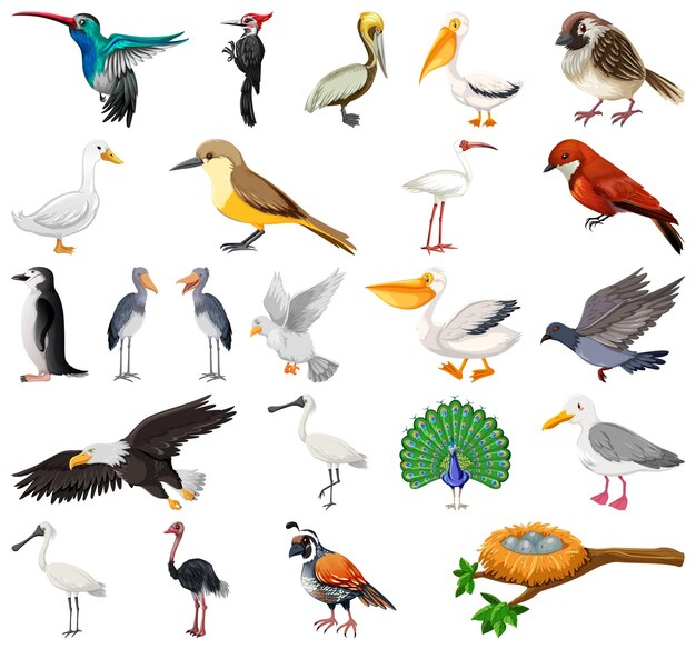 Colección de diferentes tipos de pájaros.