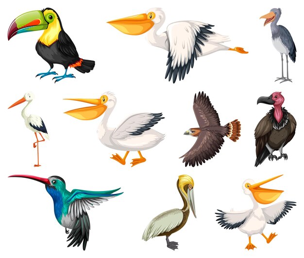 Vector gratuito colección de diferentes tipos de pájaros.