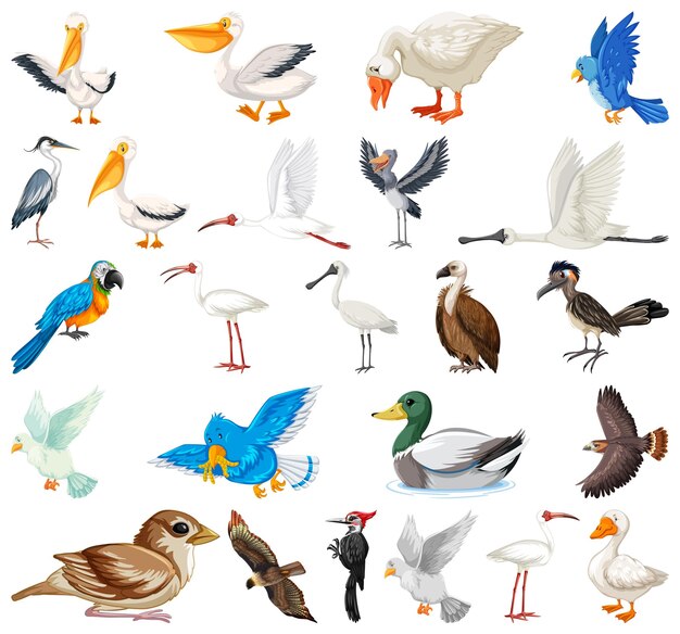 Colección de diferentes tipos de pájaros.