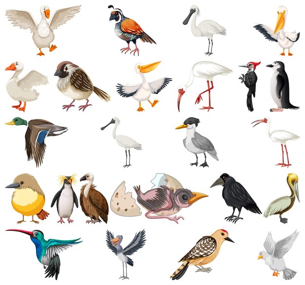 Colección de diferentes tipos de pájaros.