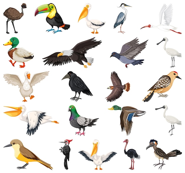 Colección de diferentes tipos de pájaros.