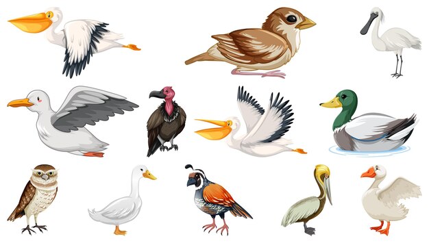 Colección de diferentes tipos de pájaros.