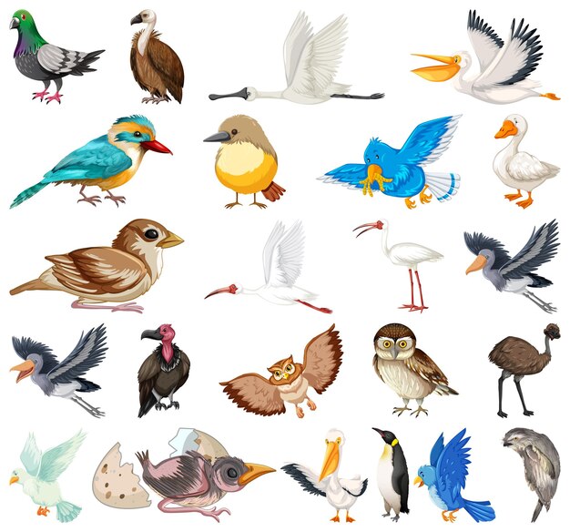 Colección de diferentes tipos de pájaros.