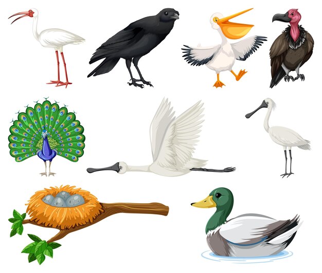 Colección de diferentes tipos de pájaros.