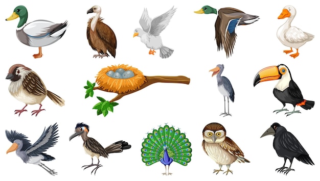 Vector gratuito colección de diferentes tipos de pájaros.