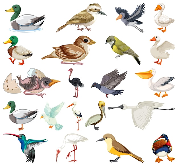 Vector gratuito colección de diferentes tipos de pájaros.