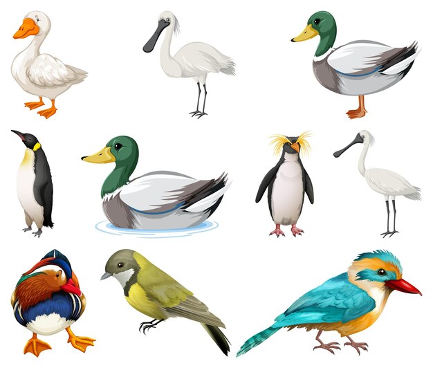 Colección de diferentes tipos de pájaros.