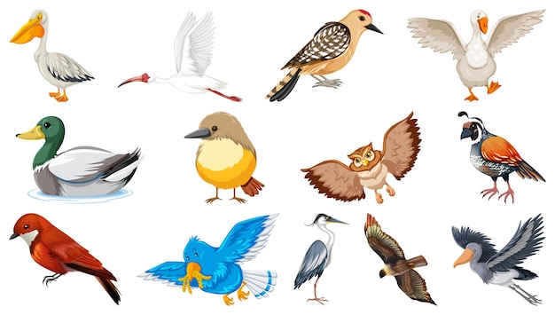 Colección de diferentes tipos de pájaros.