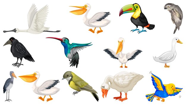 Colección de diferentes tipos de pájaros.
