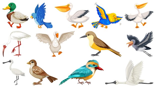 Colección de diferentes tipos de pájaros.