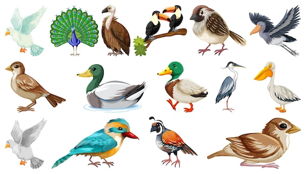 Colección de diferentes tipos de pájaros.