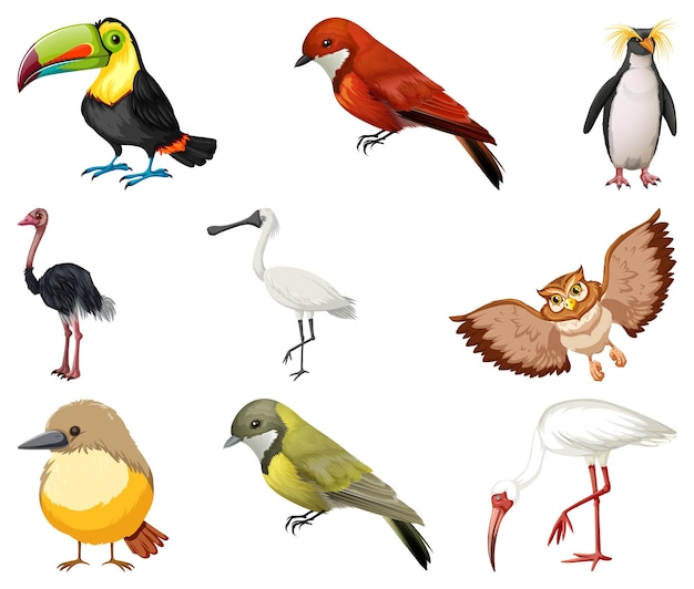 Colección de diferentes tipos de pájaros.