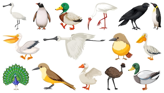 Vector gratuito colección de diferentes tipos de pájaros.