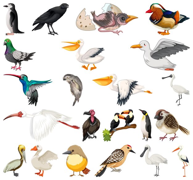 Colección de diferentes tipos de pájaros.