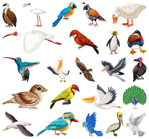 Colección de diferentes tipos de pájaros.