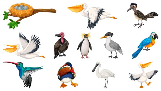 Colección de diferentes tipos de pájaros.