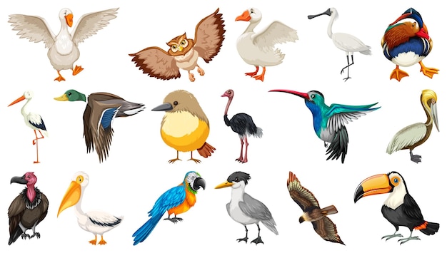 Vector gratuito colección de diferentes tipos de pájaros.