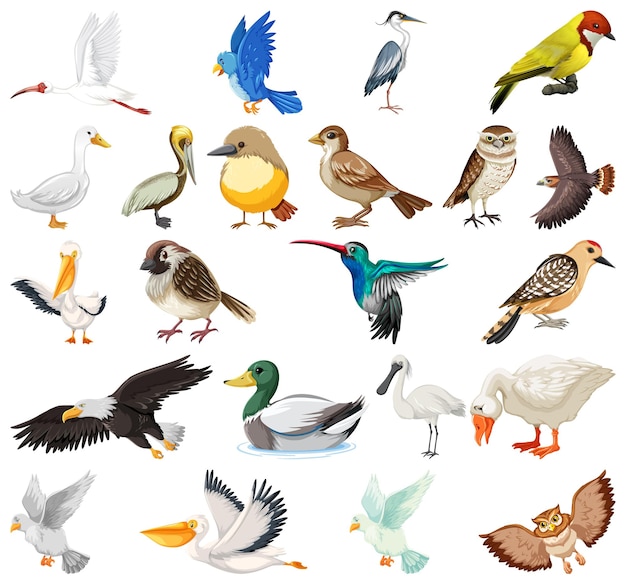 Colección de diferentes tipos de pájaros.