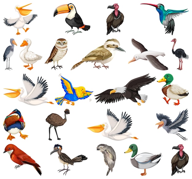 Colección de diferentes tipos de pájaros.