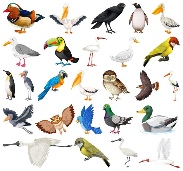 Colección de diferentes tipos de pájaros.