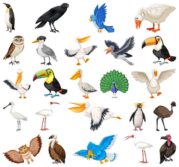 Colección de diferentes tipos de pájaros.