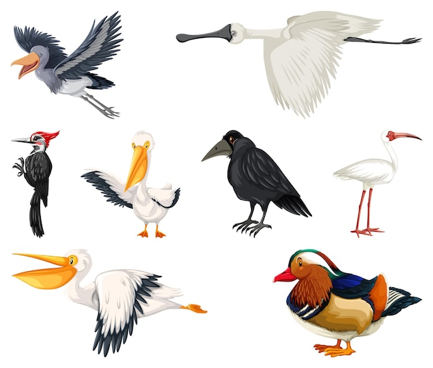 Vector gratuito colección de diferentes tipos de pájaros.