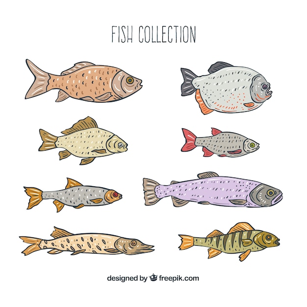 Colección de diferentes tipos de peces