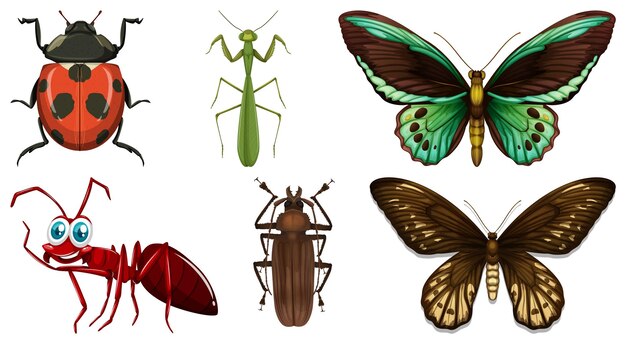 Colección de diferentes vectores de insectos.