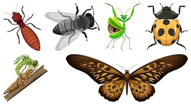 Colección de diferentes vectores de insectos.