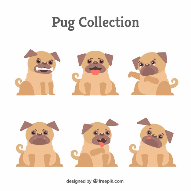 Colección divertida de cachorros de carlino