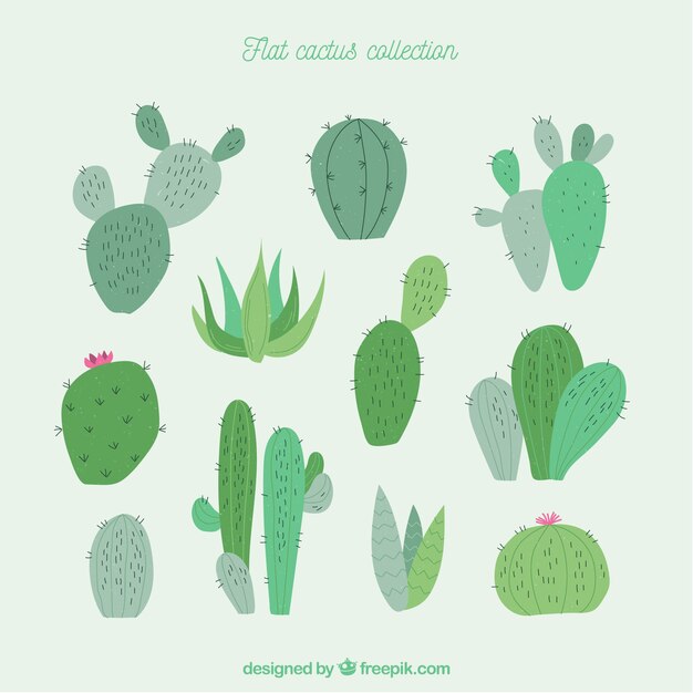 Colección divertida de cactus modernos