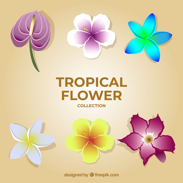 Vector gratuito colección elegante de flores tropicales