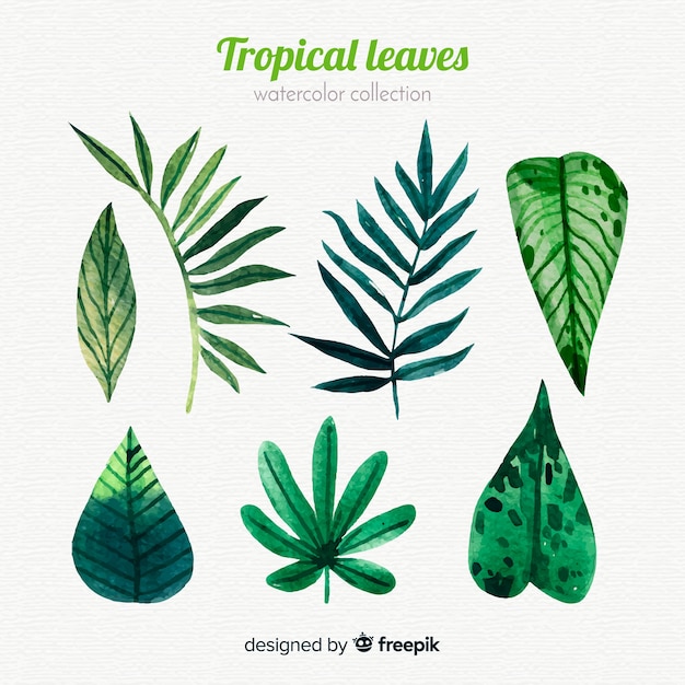 Vector gratuito colección elegante de hojas tropicales en acuarela