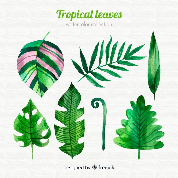 Vector gratuito colección elegante de hojas tropicales en acuarela