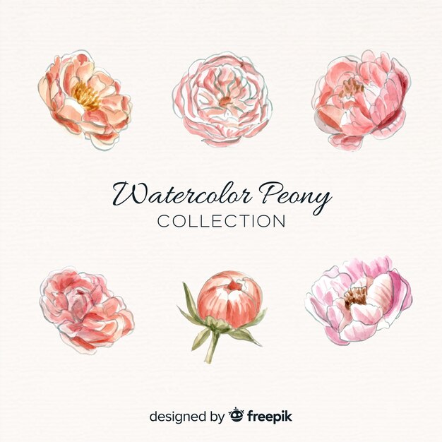 Colección de elegantes flores peonía en estilo de acuarela