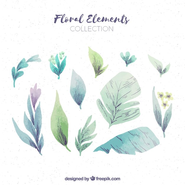 Colección de elementos florales en acuarela