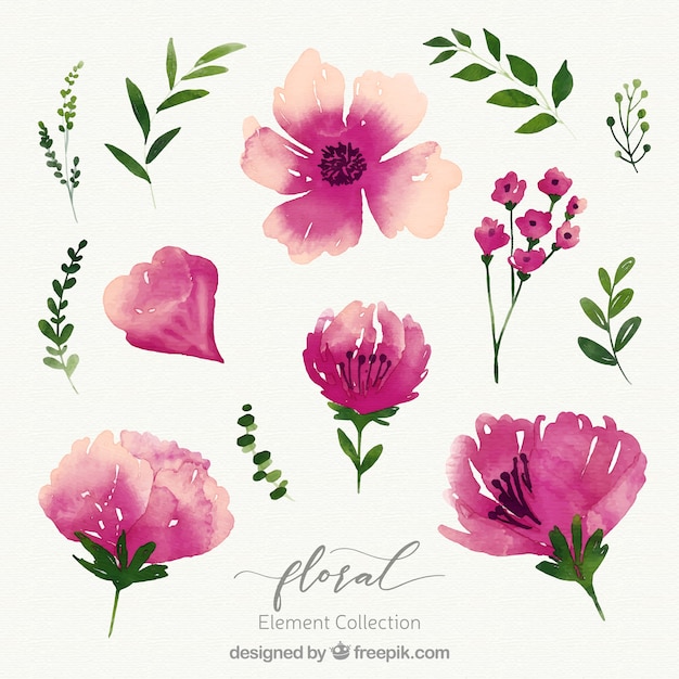 Colección de elementos florales en acuarela